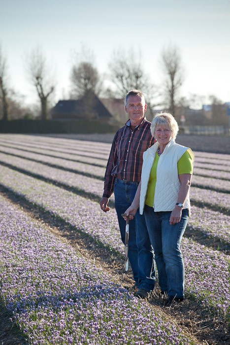 Paula and Thys Langeveld amongst field of Crocus 'Spring Beauty'