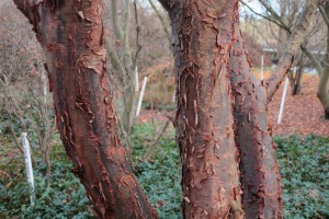 The mother of all Acer griseum at Esveld